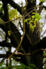 Oak flowers on a twig with lush green leaves.