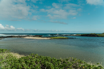 Batis maritima at Kaiwi Shoreline Trail, East Honolulu coast, Oahu, Hawaii.   saltwort or beachwort . 
