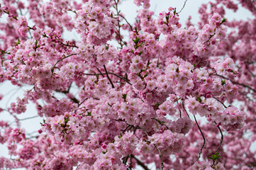 Kirschblütenwanderung Scharten Oberösterreich