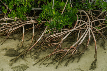 Rhizophora mangle, red mangrove at Kaiwi Shoreline Trail, East Honolulu coast, Oahu, Hawaii. 