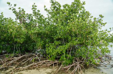 Fototapeta na wymiar Rhizophora mangle, red mangrove at Kaiwi Shoreline Trail, East Honolulu coast, Oahu, Hawaii. 
