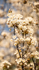 Blütenpracht im Frühling
