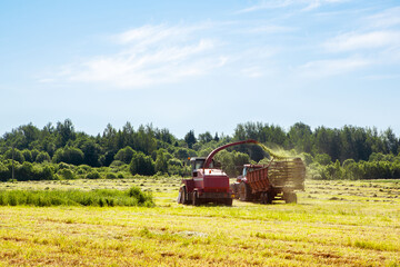 Hay harvesting in the field. The harvester collects the cut grass in the tractor trailer.