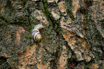 Fototapeta na wymiar Snail on tree after rain