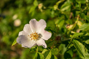 white Rosa canina flower in summer against green background, closeup and selective focus