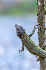 Balkan green lizard Lacerta trilineata. close up photography in a garden. With bokeh background. - 4