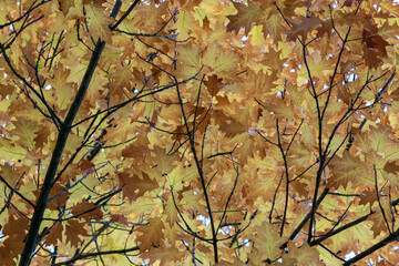 yellow and orange autumn leaves on tree branches , full frame background