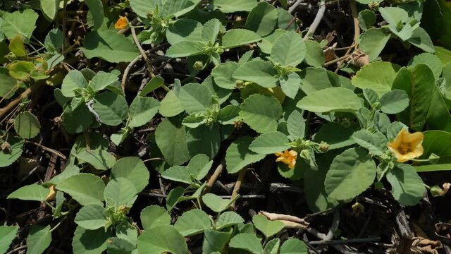 Wildflowers at Kaiwi Shoreline Trail, Oahu, Hawaii. Sida fallax, known as yellow 'ilima, or in Hawaiian, ʻilima