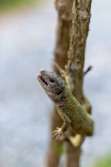 Balkan green lizard Lacerta trilineata. close up photography in a garden. With bokeh background. - 2