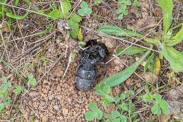 Two Lethrus males fighting near entrance in burrow