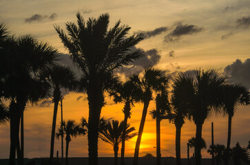Fototapeta na wymiar Sunset Under the Palms