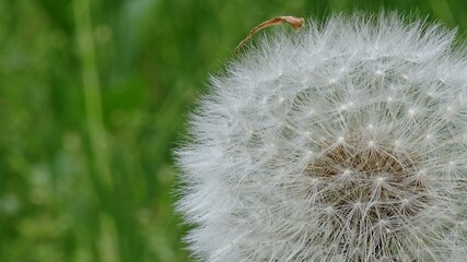 dandelion head
