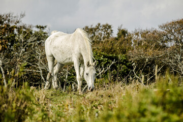 Obraz premium An aging white horse standing in a austere grassland