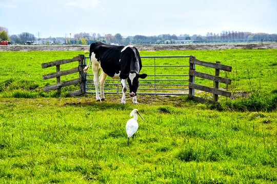 Typical Dutch landscape with cow and spoonbill in the meadow on the outskirts of the big city. Netherlands, Holland, Europe