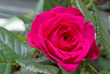 Red rosebud. An unopened flower.