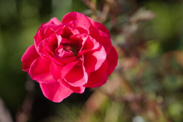 Flowers of all colors in my garden