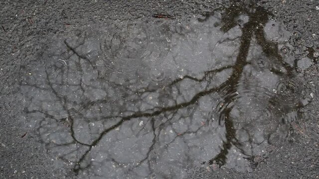 Rain drops on water surface of puddle on grey asphalt city road with black silhouette tree  