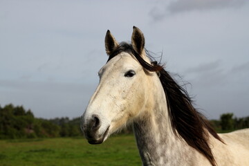 Obraz na płótnie Canvas White Horse - close up head photo 