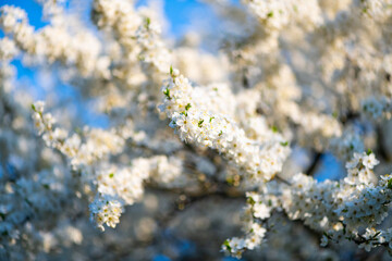 Blossoming of cherry in the spring. Cherry flowers close-up.