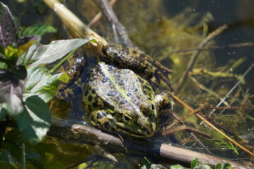 frog in the water
