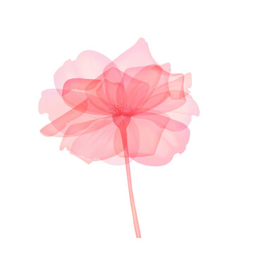 Pink transparent rose, X-ray of rose flower, delicate flower bud, petals and pistils and rose petals, hand-drawn digital spring flowers Botanical flower structure drawing, isolated on white background