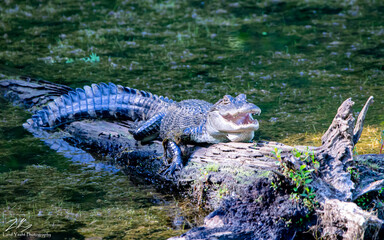 alligator in the water