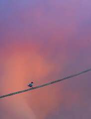 bird in the sky