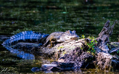 alligator in the swamp