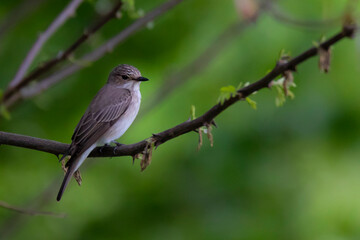 flycatcher on the branch