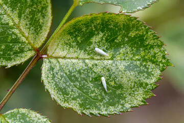 Rose leafhopper Edwardsiana rosae (Cicadellidae) and damage to the rose leaf made by this pest -...