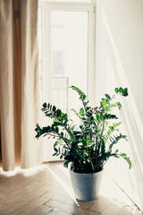 A living plant at home in an apartment near the window. A green bush flower stands in a ceramic vase with earth. The background is a white wall. Copy space.