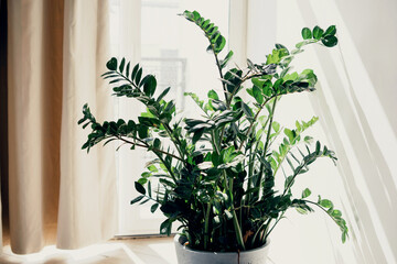 A plant at home in an apartment near the window. A green bush flower stands in a ceramic vase with earth. The background is a white wall. Copy space.