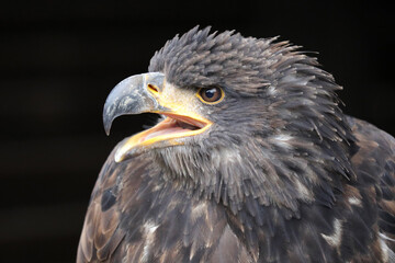 Greifvogel