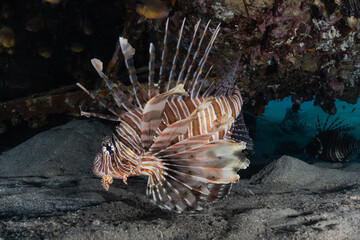 Lion fish in the Red Sea colorful fish, Eilat Israel
