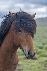 Fototapeta premium Icelandic horse with brown hide and dark mane looking straight to the camera.