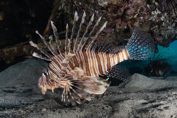 Lion fish in the Red Sea colorful fish, Eilat Israel
