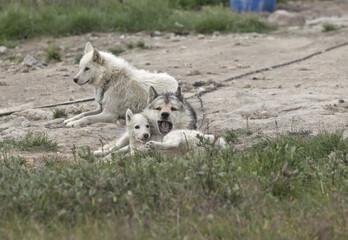 Obraz premium Greenland Sled Dogs Playing - Adult Huskies with Puppy on Chains in Summer Ilulissat, Greenland Arctic