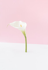 White calla flower isolated standing upright on a pink and white background. Flower minimal concept.
