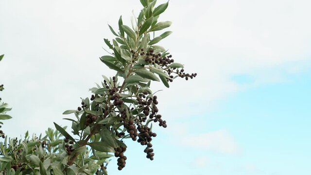 Conocarpus erectus at Kaiwi Shoreline Trail, East Honolulu coast, Oahu, Hawaii. buttonwood or button mangrove, is a mangrove shrub in the family Combretaceae 