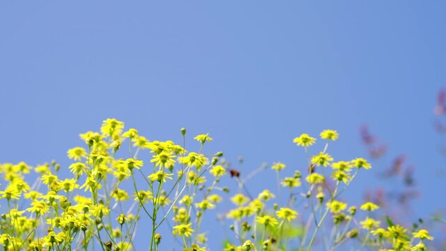 晴れの日に風に揺れる黄色の野花