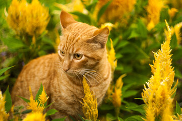 An orange cat, in the middle of the garden, surrounded by large yellow flowers and green plants.