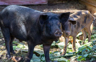 pua'a, c'est bon le cochon