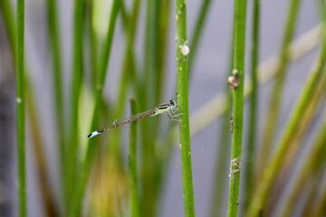 dragonflies