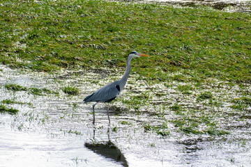 Reiher stolziert am Flußufer entlang und sucht nach Futter