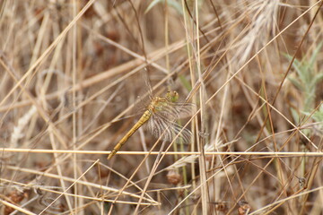 Fototapeta premium dragonflies