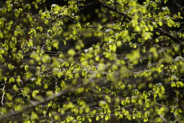 Urwald artige Wildnis Fläche mit Moosen und Flechten