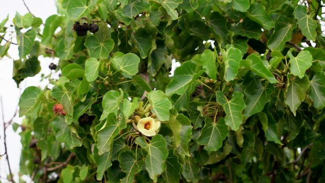 Thespesia populnea, commonly known as the portia tree , Pacific rosewood, Indian tulip tree, or milo.  Kaiwi Shoreline trail, Honolulu, Hawaii

 