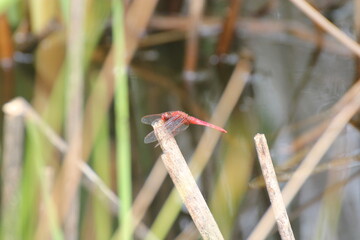 dragonflies
