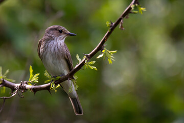 Obraz premium flycatcher on the branch