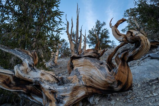 Wild landscape of the Ancient Bristlecone Pine Forest in eastern California near Bishop, CA